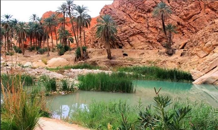 Oasis de palmiers